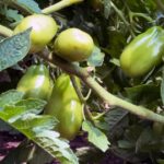 ottawa-gardeners-take-scorching-hit-as-drought-persists