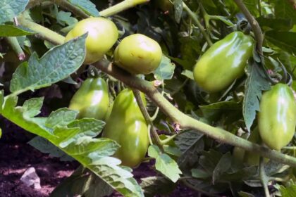 ottawa-gardeners-take-scorching-hit-as-drought-persists