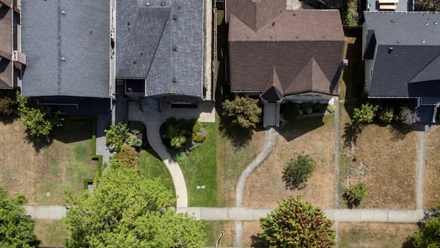 in-a-sea-of-brown-lawns,-why-some-natural-gardeners-are-bringing-messy-back