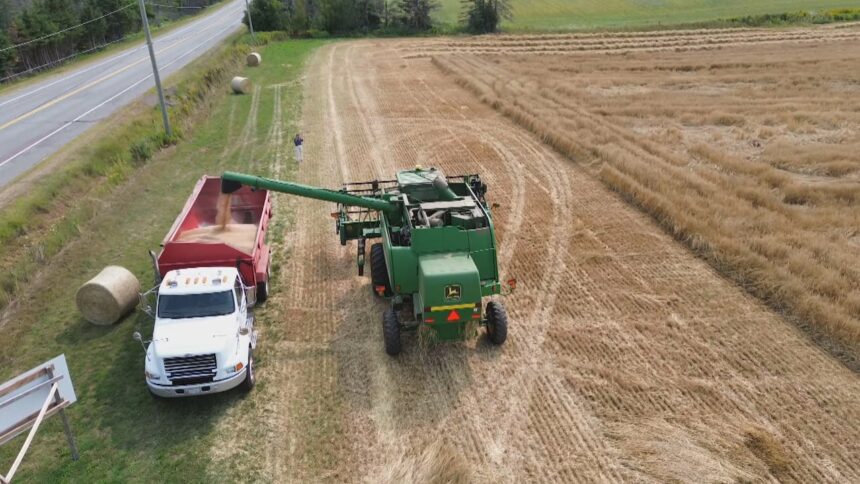 food-is-a-gift:-pei.-farmers-wheat-crop-is-helping-to-reduce-world-hunger