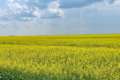 ‘uncertainty-is-the-only-thing-that-is-certain’:-sask.-farmers-react-to-chinese-duty-on-canola