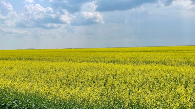 ‘uncertainty-is-the-only-thing-that-is-certain’:-sask.-farmers-react-to-chinese-duty-on-canola