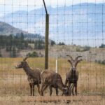 okanagan-researchers-seek-new-treatments-for-bighorn-sheep,-ravaged-by-disease