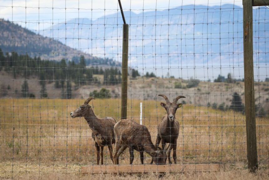 okanagan-researchers-seek-new-treatments-for-bighorn-sheep,-ravaged-by-disease