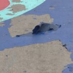 weeks-after-pedestrian-friendly-facelift,-paint-already-peeling-on-new-graham-avenue-murals
