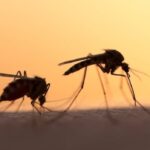 thriving-mosquito-populations-on-pei.-linked-to-climate-change,-says-entomologist