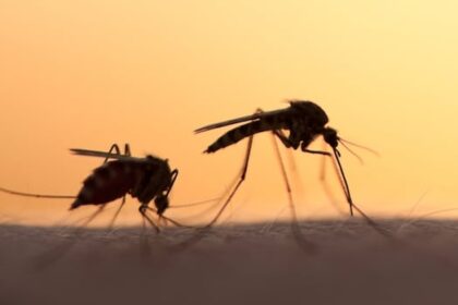 thriving-mosquito-populations-on-pei.-linked-to-climate-change,-says-entomologist