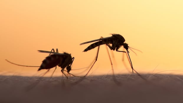 thriving-mosquito-populations-on-pei.-linked-to-climate-change,-says-entomologist