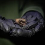 under-its-wing:-how-shawanaga-first-nation-is-protecting-a-key-endangered-species