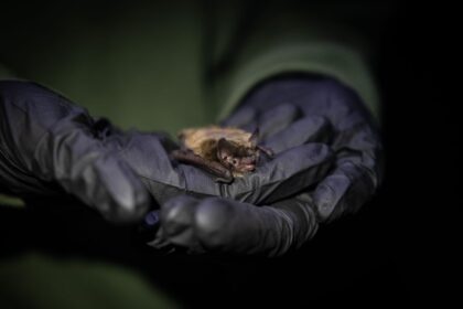 under-its-wing:-how-shawanaga-first-nation-is-protecting-a-key-endangered-species