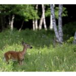 john-demont:-how-did-deer-go-from-doe-eyed-bambis-to-ravenous,-plague-carrying-pests?