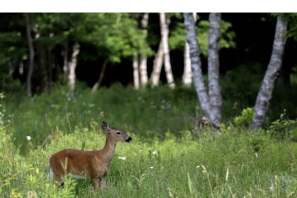 john-demont:-how-did-deer-go-from-doe-eyed-bambis-to-ravenous,-plague-carrying-pests?