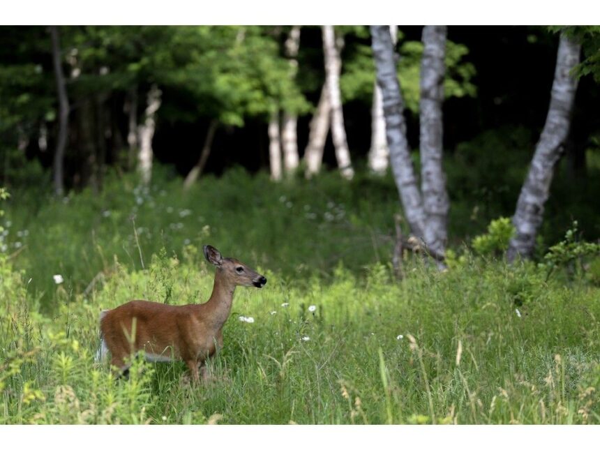 john-demont:-how-did-deer-go-from-doe-eyed-bambis-to-ravenous,-plague-carrying-pests?
