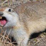 ‘gopher-pocalypse’:-fed-up-farmers-fight-massive-sask.-rodent-population