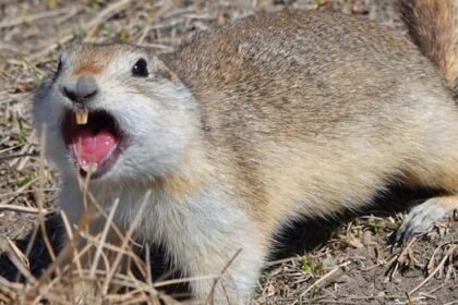 ‘gopher-pocalypse’:-fed-up-farmers-fight-massive-sask.-rodent-population