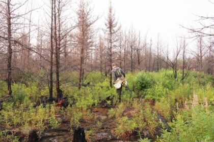 replanting-forests-after-wildfires-comes-with-complex-challenges,-but-there-are-opportunities-in-the-ashes