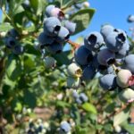 drought-conditions,-fire-risk-mean-ns.-blueberries-will-be-in-short-supply
