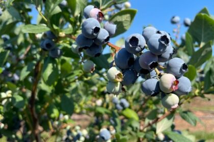 drought-conditions,-fire-risk-mean-ns.-blueberries-will-be-in-short-supply