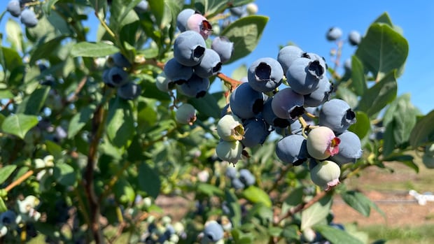 drought-conditions,-fire-risk-mean-ns.-blueberries-will-be-in-short-supply