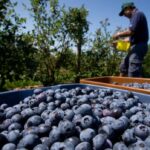 who-controls-the-food-supply?-proposed-changes-to-seed-reuse-reopens-debate