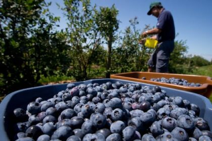 who-controls-the-food-supply?-proposed-changes-to-seed-reuse-reopens-debate
