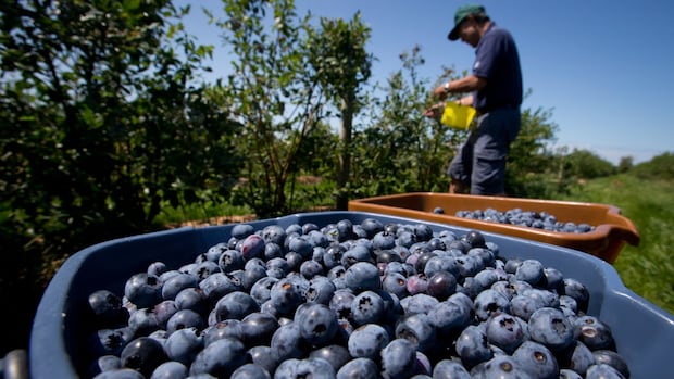 who-controls-the-food-supply?-proposed-changes-to-seed-reuse-reopens-debate