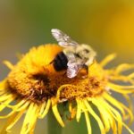 bumblebees-and-boating:-enjoy-these-photos-from-around-new-brunswick