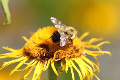 bumblebees-and-boating:-enjoy-these-photos-from-around-new-brunswick