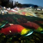 fraser-river-salmon-returns-this-year-a-‘real-chance-to-celebrate,’-harvesters-say