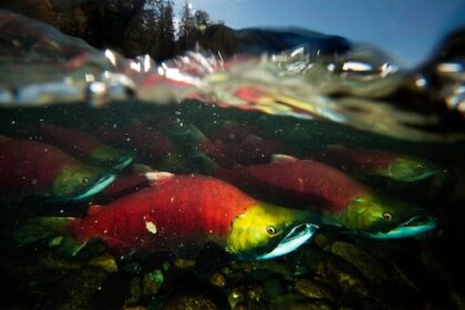 fraser-river-salmon-returns-this-year-a-‘real-chance-to-celebrate,’-harvesters-say