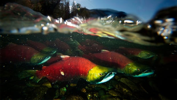 fraser-river-salmon-returns-this-year-a-‘real-chance-to-celebrate,’-harvesters-say