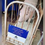 humane-society-asked-to-leave-hanover-fair-over-papier-mache-pig,-human-sized-cage