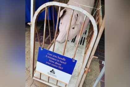 humane-society-asked-to-leave-hanover-fair-over-papier-mache-pig,-human-sized-cage