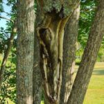fast-spreading-fungus-deadly-to-endangered-butternut-trees-attacking-3-areas-of-pei.
