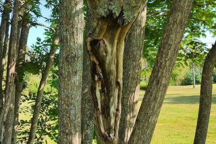 fast-spreading-fungus-deadly-to-endangered-butternut-trees-attacking-3-areas-of-pei.