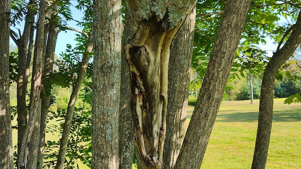 fast-spreading-fungus-deadly-to-endangered-butternut-trees-attacking-3-areas-of-pei.