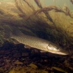 do-not-eat-fish:-how-pfas-sullied-the-pike-infested-swamp