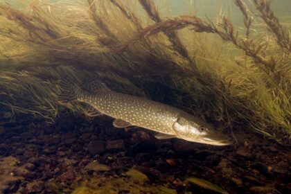 do-not-eat-fish:-how-pfas-sullied-the-pike-infested-swamp