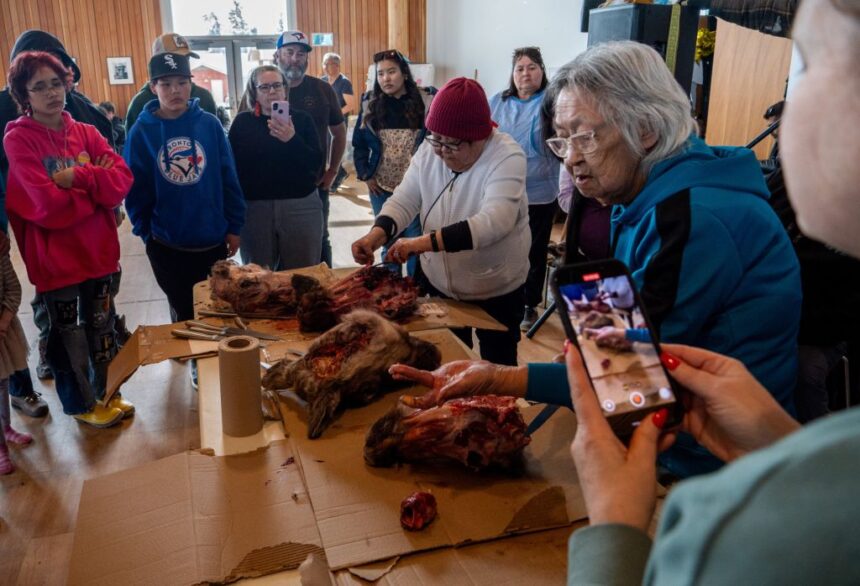 caribou-vs-drilling:-us.-politics-and-the-new-phase-of-a-multi-generational-struggle-in-the-yukon