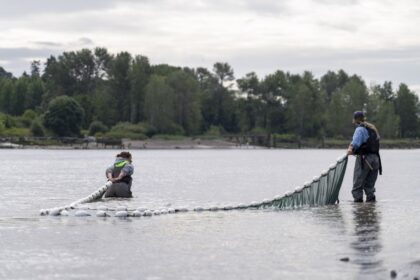 salmon-habitat-is-destroyed-for-development.-is-it-possible-to-replace-whats-lost?