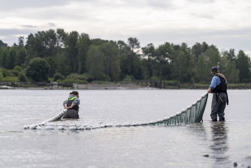 salmon-habitat-is-destroyed-for-development.-is-it-possible-to-replace-whats-lost?