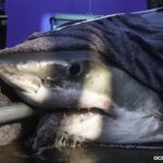 john-demont:-nova-scotia-may-not-be-amity-island,-but-the-upsurge-in-great-white-sharks-is-real