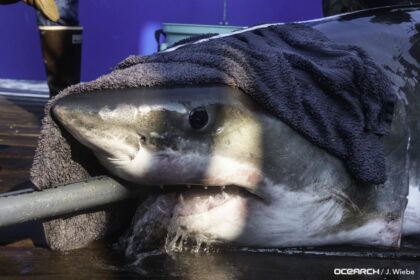 john-demont:-nova-scotia-may-not-be-amity-island,-but-the-upsurge-in-great-white-sharks-is-real