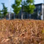 rideau-valley-water-supply-under-pressure-from-hot,-dry-weather