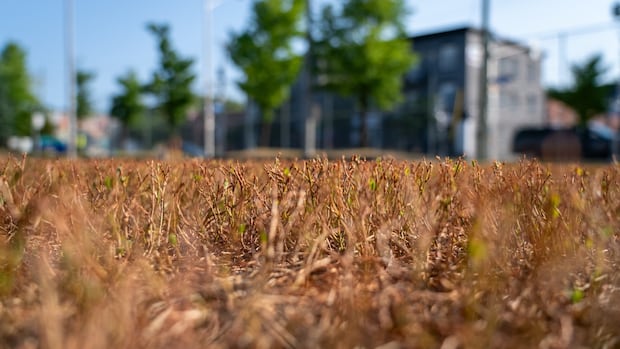rideau-valley-water-supply-under-pressure-from-hot,-dry-weather