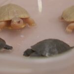 rare-albino-turtles-hatch-from-eggs-found-outside-rural-ottawa-home