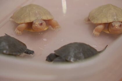 rare-albino-turtles-hatch-from-eggs-found-outside-rural-ottawa-home