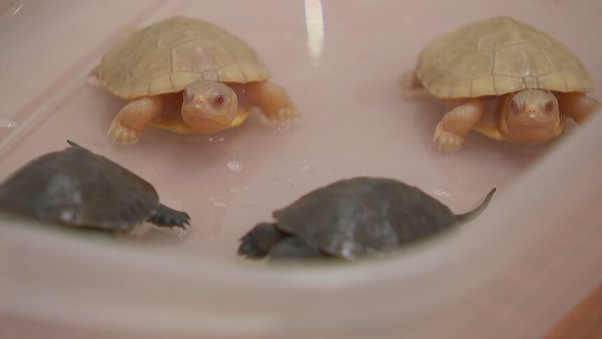rare-albino-turtles-hatch-from-eggs-found-outside-rural-ottawa-home