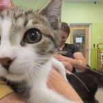 pei.-humane-society-is-over-its-capacity,-though-most-of-the-animals-are-not-up-for-adoption
