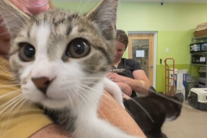 pei.-humane-society-is-over-its-capacity,-though-most-of-the-animals-are-not-up-for-adoption